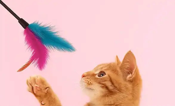 Chat roux joue avec un jouet plume interactif rose et bleu – stimule l’instinct de chasse, réduit l’ennui et favorise le bien-être des chats d’intérieur.