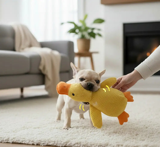 Chihuahua jouant avec son maître avec le Canard Anti-Ennui, jouet dent chien économique, parfait pour l’interaction, le lien maître-chien et l’anti-ennui.