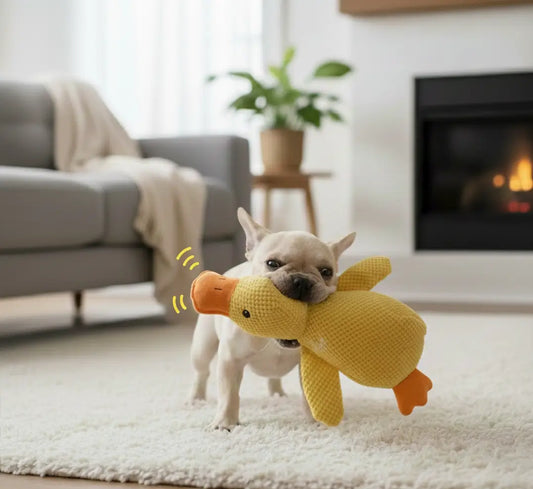 Chihuahua mordant le Canard Anti-Ennui, jouet à mâcher chien pas cher, couineur stimulant qui réduit l’ennui et encourage la mastication douce.