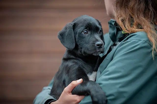Chien sauvé dans les bras d’un bénévole – chaque achat soutient la SPA et les animaux abandonnés