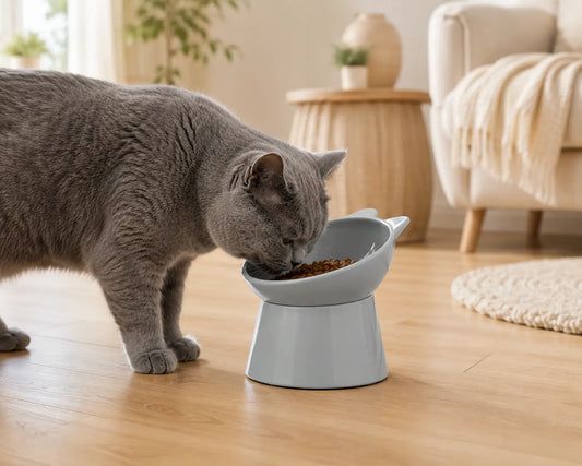 Gamelle chat surélevée grise avec croquettes pour British Shorthair favorisant une posture plus confortable pendant les repas